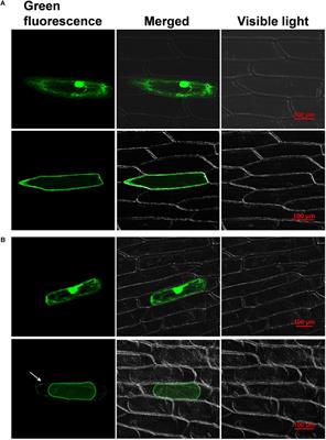 A Wall-Associated Kinase Gene CaWAKL20 From Pepper Negatively Modulates Plant Thermotolerance by Reducing the Expression of ABA-Responsive Genes